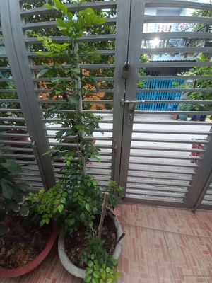 Bán cây Nguyệt Quế cao 1m5. Mua bán Cây cảnh, đồ trang trí tại Huyện Nhà Bè Tp Hồ Chí Minh được đăng bởi Chị Hương
