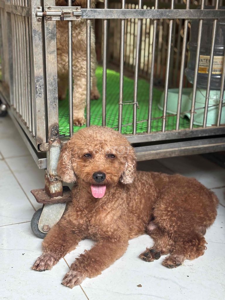 Chó Poodle đực hơn 3 tuổi màu Nâu. Mua bán Chó tại Huyện Châu Thành Tây Ninh được đăng bởi Ngà Nguyễn Thị Ngọc hình 2