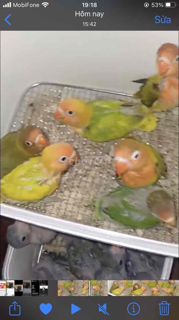 VẸT LOVEBIRD NON ĐÚT BỘT