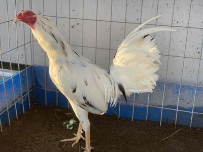 🐓 VÀI EM TRE TƠ GIỎI 🐓. Mua bán Gà tại Thành phố Sa Đéc Đồng Tháp được đăng bởi Thái Lê