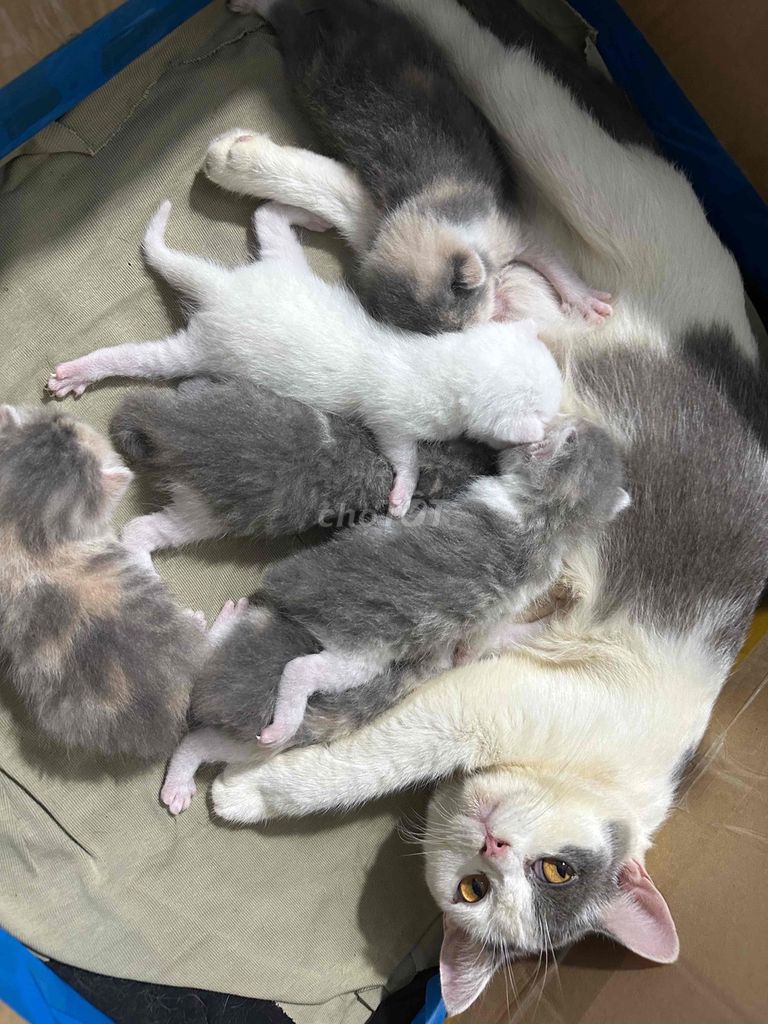 Mèo Anh lông ngắn Đa sắc. Mua bán Mèo tại Thành phố Thuận An Bình Dương được đăng bởi Công Nguyễn hình 1