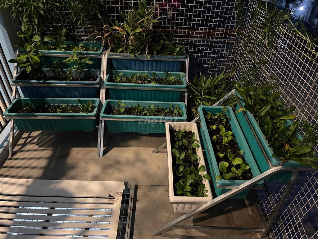 kệ 3 tầng trồng rau và cây cảnh trên sân thượng