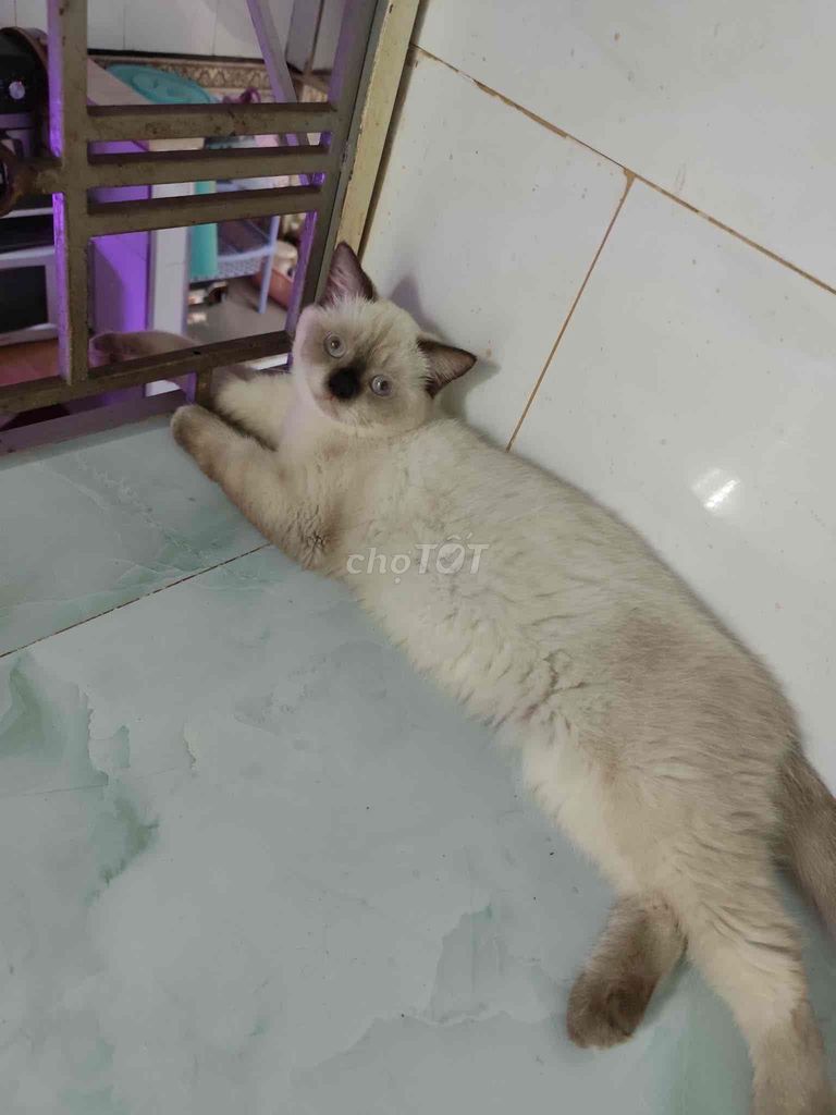 Mèo ALN, Mèo ALD Đủ màu Đủ giới tính. Mua bán Mèo tại Quận Bình Tân Tp Hồ Chí Minh được đăng bởi Phương Anh hình 1
