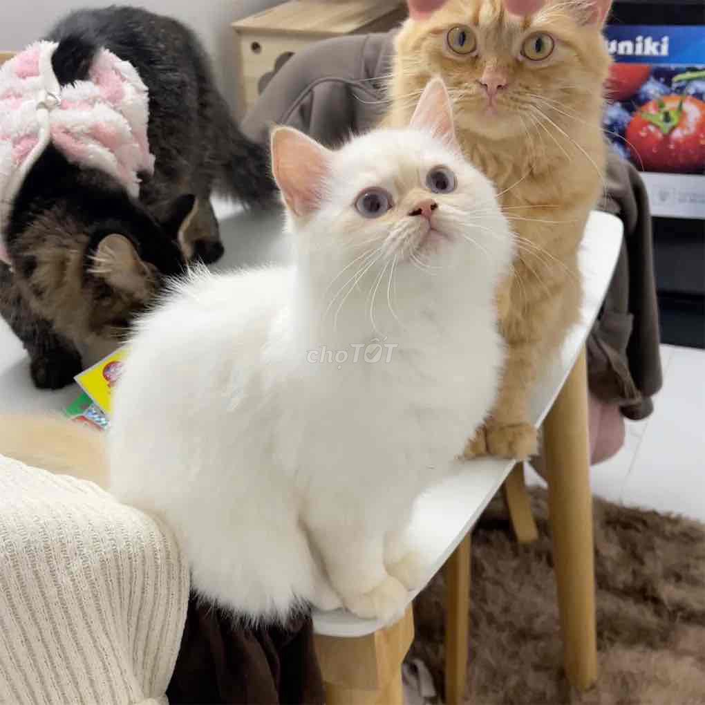 Mèo Anh lông dài cái 7 tháng. Mua bán Mèo tại Huyện Sơn Dương Tuyên Quang được đăng bởi Diệu Linh hình 1