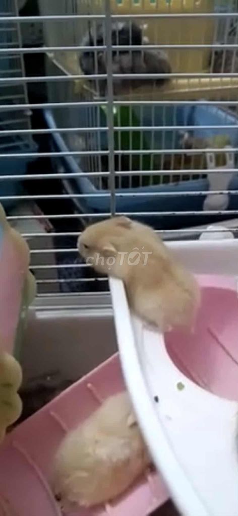 Chuột Hamster WW Vàng chanh 1 tháng. Mua bán Thú cưng khác tại Quận Tân Phú Tp Hồ Chí Minh được đăng bởi Lý thành hình 1