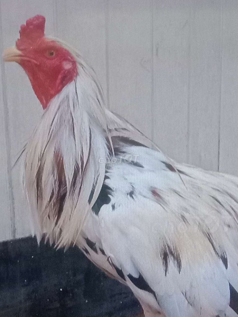 có 26 con Gà Nòi Lông lớn khủng. Mua bán Gà tại Huyện Bình Chánh Tp Hồ Chí Minh được đăng bởi Tung Trung hình 1