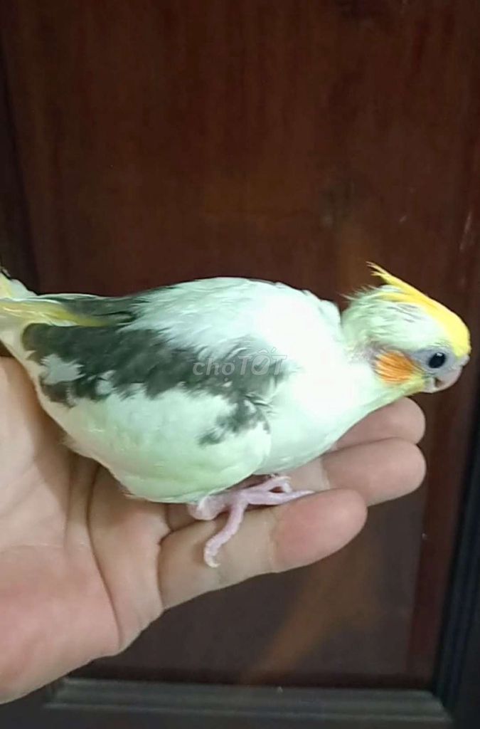 Vẹt Cockatiel non còn ăn bột. Mua bán Chim tại Huyện Hóc Môn Tp Hồ Chí Minh được đăng bởi Baby Bird hình 1
