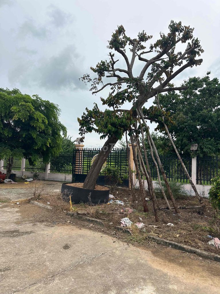 Cây ăn quả Vú sữa đã ủ bóng. Mua bán Cây cảnh, đồ trang trí tại Huyện Hàm Thuận Bắc Bình Thuận được đăng bởi Son huynh hình 1