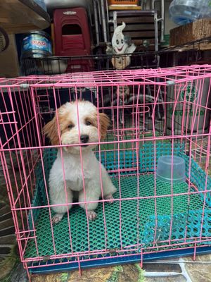 Chó Poodle cái 11 tháng