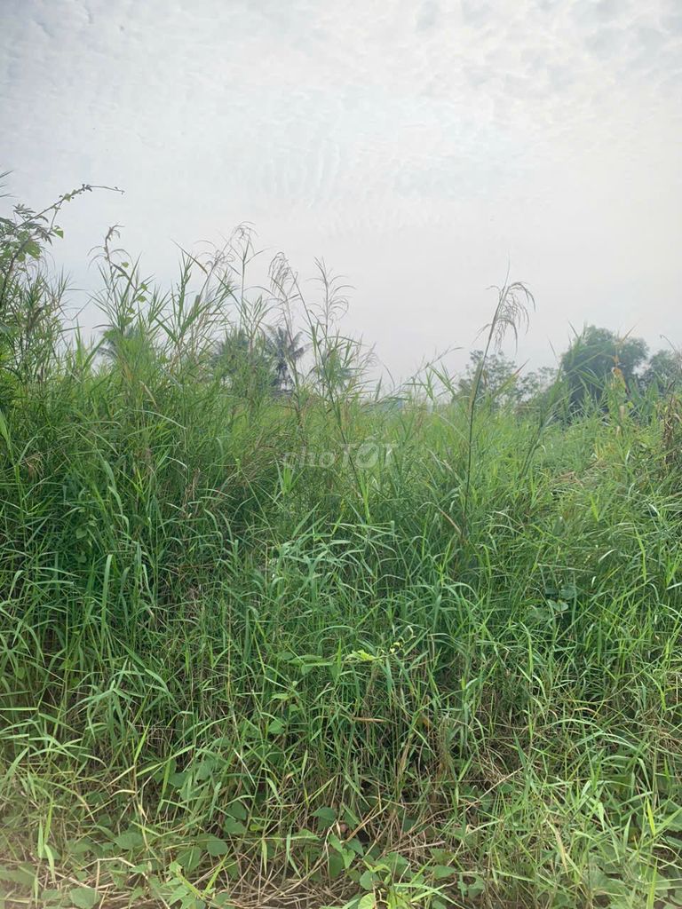 Chính chủ cần bán 250m2 đất full thổ cư gần Quốc Lộ 50B