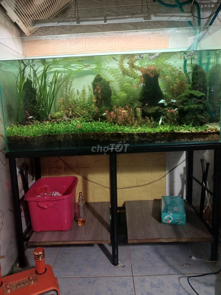 Hồ thủy sinh Kính 1m x 40cm x 50cm. Mua bán Thú cưng khác tại Quận Tân Phú Tp Hồ Chí Minh được đăng bởi Trần sĩ hình 1
