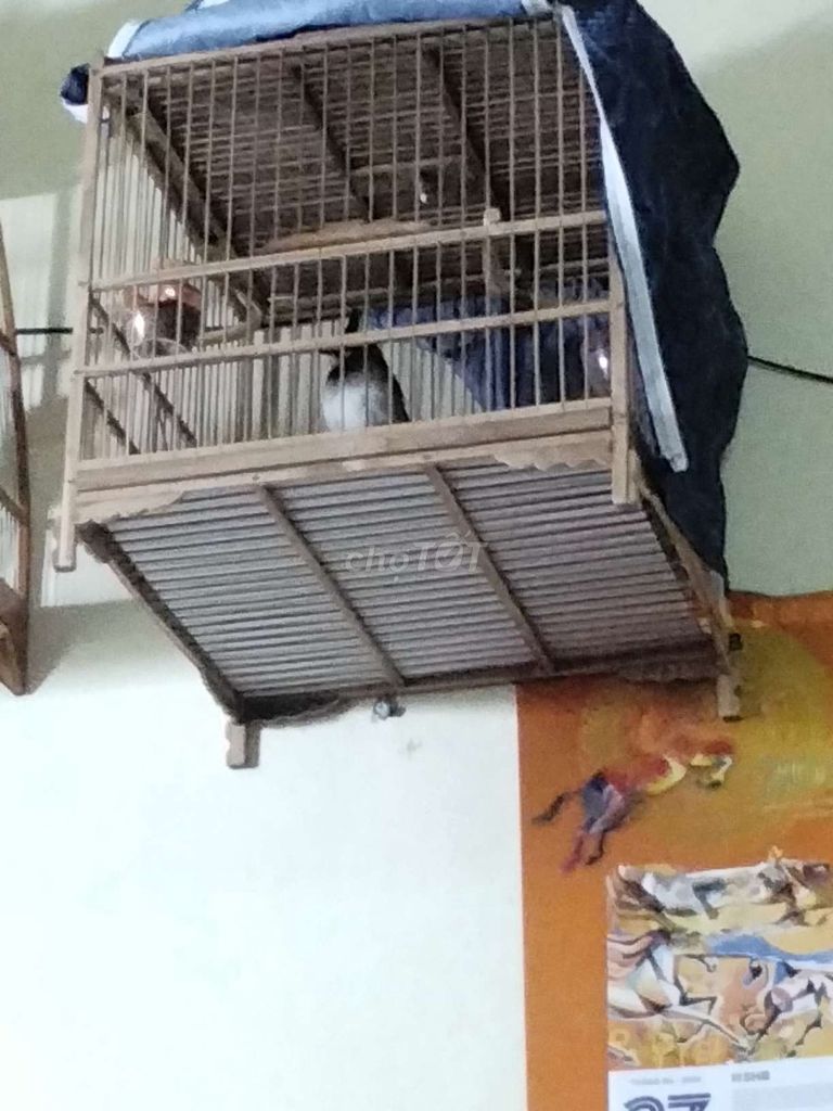 Chim chào mào khỏe mạnh. Mua bán Chim tại Quận Tây Hồ Hà Nội được đăng bởi Giang Hoang hình 1