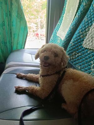 CẦN TÌM NHÀ MỚI CHO POODLE NGOAN XINH YÊU. Mua bán Chó tại Quận Hai Bà Trưng Hà Nội được đăng bởi Vũ Hùng