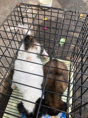 Chó Phú Quốc lai cái gần 2 tháng