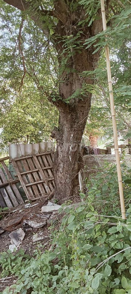 Cây me cảnh to. Mua bán Cây cảnh, đồ trang trí tại Huyện Kiến Thuỵ Hải Phòng được đăng bởi hoàng Tuấn Anh  hình 1