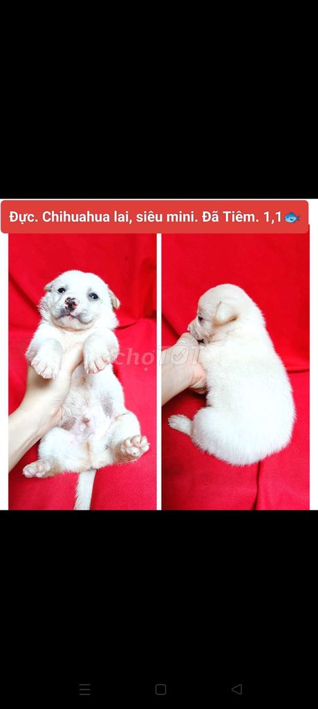 Chó chihuahua siêu mini giá mềm đã tiêm có ship