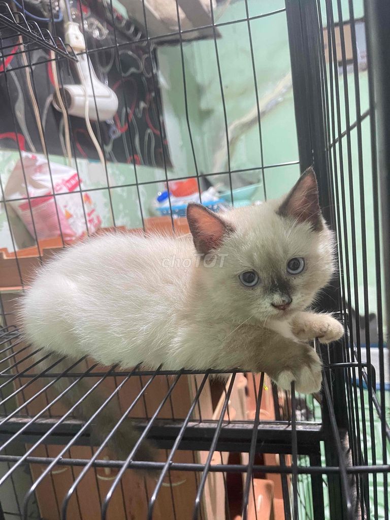 Mèo đực 2 tháng Trắng đã sổ giun. Mua bán Mèo tại Quận 4 Tp Hồ Chí Minh được đăng bởi An Le hình 1