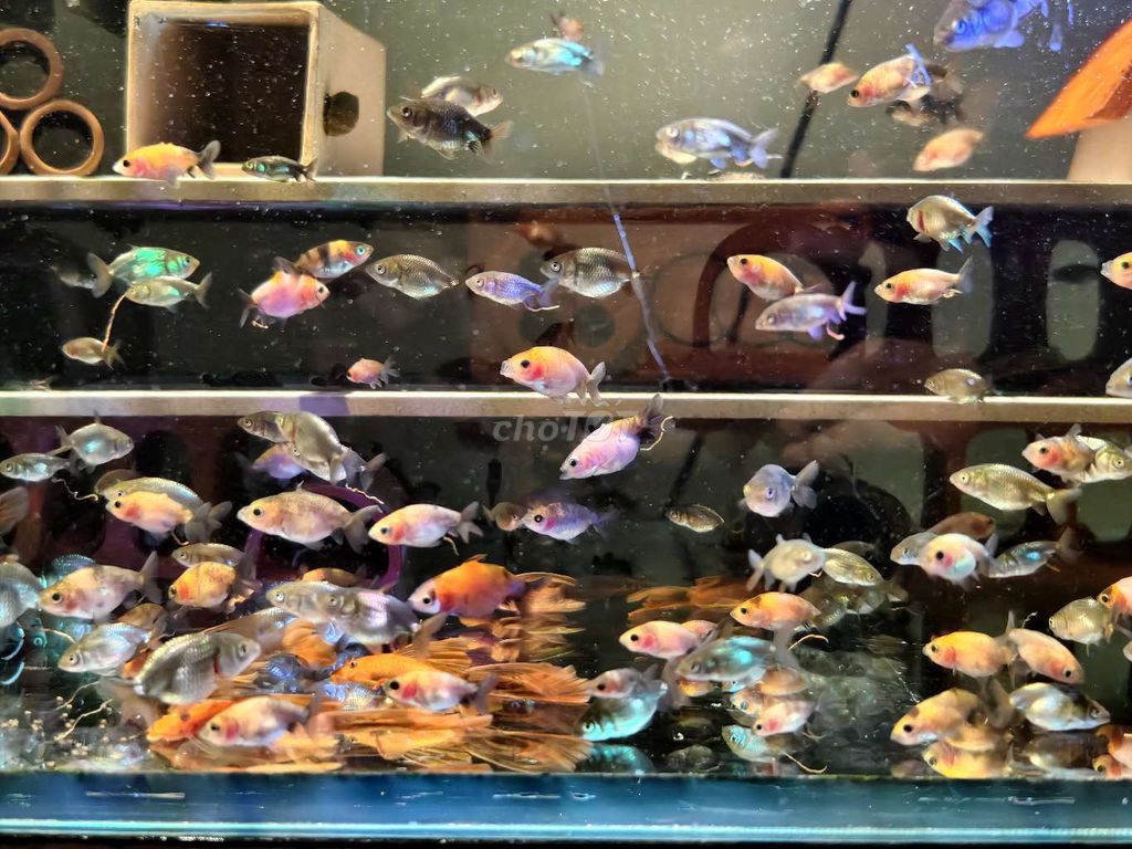 Cá  ranchu Oranda Tiny 1 ngón. Mua bán Thú cưng khác tại Quận Lê Chân Hải Phòng được đăng bởi Tuan hình 1