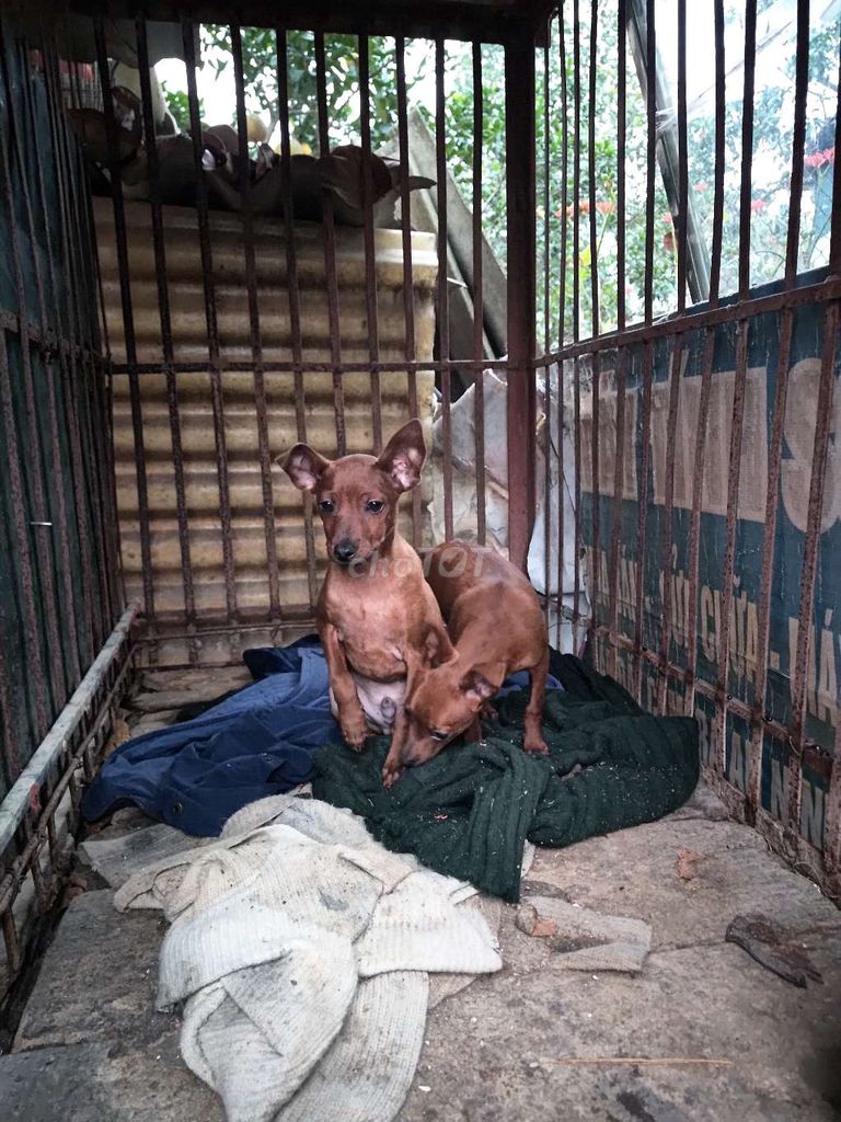 Chó Phốc hươu đực 3 tháng 2 mũi. Mua bán Chó tại Huyện Sóc Sơn Hà Nội được đăng bởi thao shiper hình 1