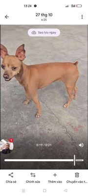 Phốc hươu lông bò. Mua bán Chó tại Huyện Thuỷ Nguyên Hải Phòng được đăng bởi Trường An 