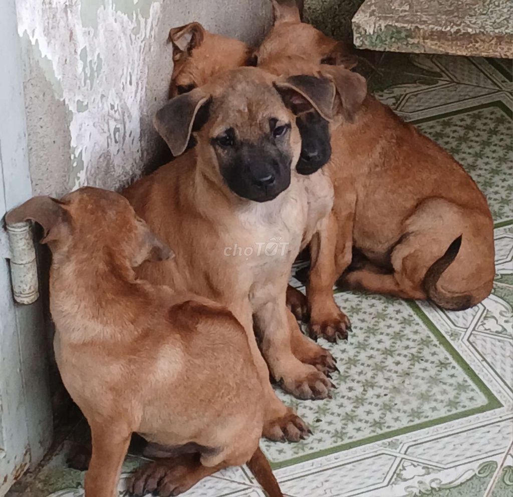 Chó Thái lai Phú Quốc 3 tháng. Mua bán Chó tại Thành phố Biên Hòa Đồng Nai được đăng bởi Bảo Võ hình 1