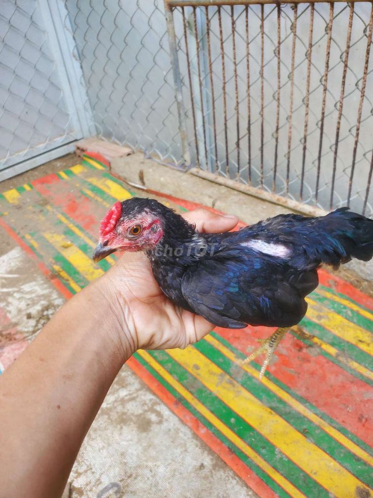 Ga tre bac. Mua bán Gà tại Huyện Tân Hiệp Kiên Giang được đăng bởi Ha DANG hình 1