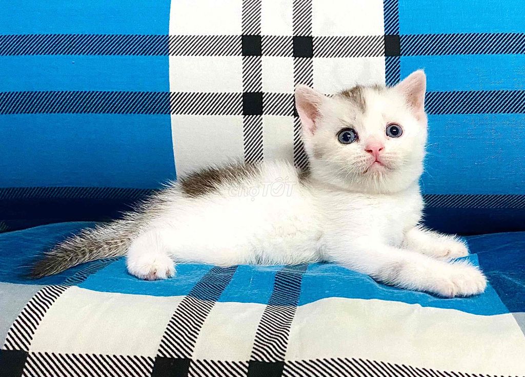 Silver Points tìm 🏡 mới. Mua bán Mèo tại Quận Bình Thạnh Tp Hồ Chí Minh được đăng bởi Dennis Chu hình 1