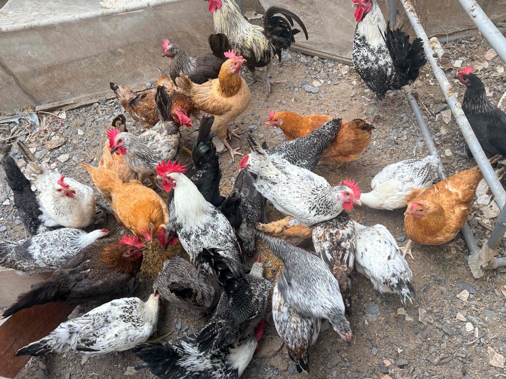 Gà trưởng thành 30 con khỏe mạnh. Mua bán Gà tại Quận 7 Tp Hồ Chí Minh được đăng bởi Nhat Minh hình 1