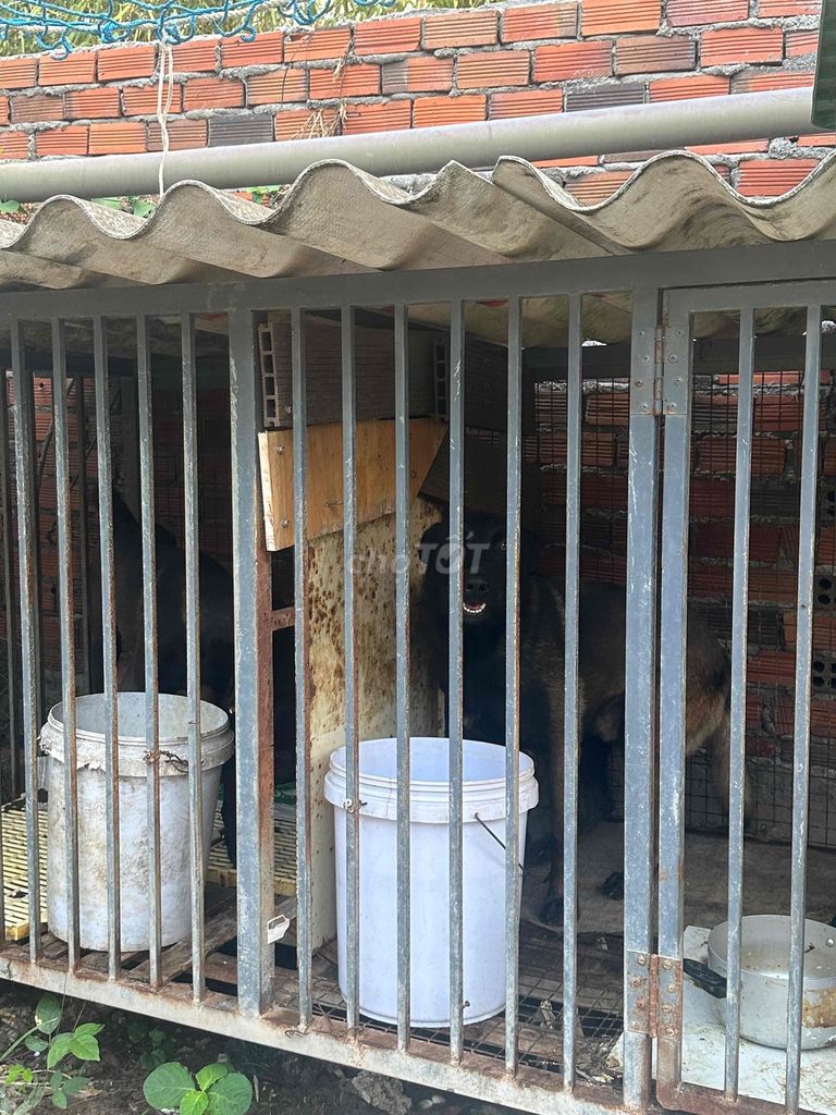 cần bán gấp. Mua bán Chó tại Thị xã Phú Mỹ Bà Rịa - Vũng Tàu được đăng bởi Doanh hình 1