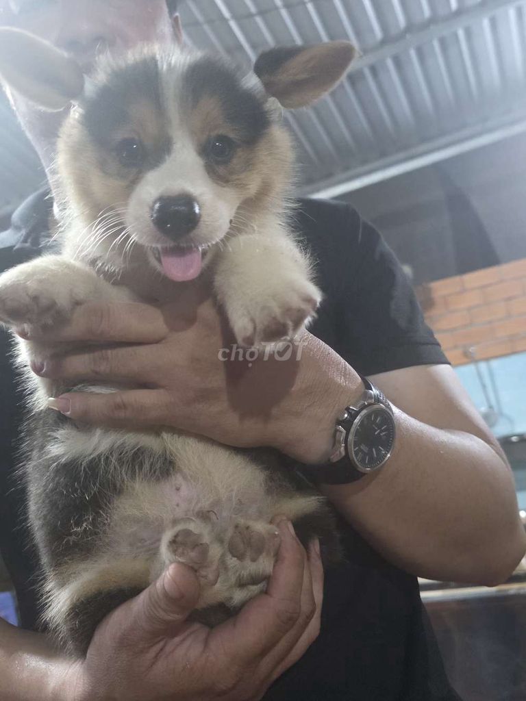 Chó Corgi chân ngắn thân thiện đã tiêm phòng. Mua bán Chó tại Huyện Châu Thành Đồng Tháp được đăng bởi lamtuan hình 1