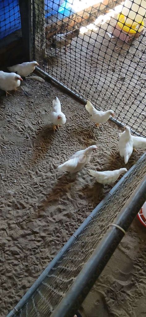 Gà tre bắc tít mini nhạn gần 5 tháng. Mua bán Gà tại Huyện Châu Phú An Giang được đăng bởi minh sang hình 1