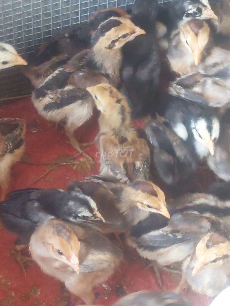 Gà đòn giống. Mua bán Gà tại Thị xã Tân Uyên Bình Dương được đăng bởi khánh  hình 1