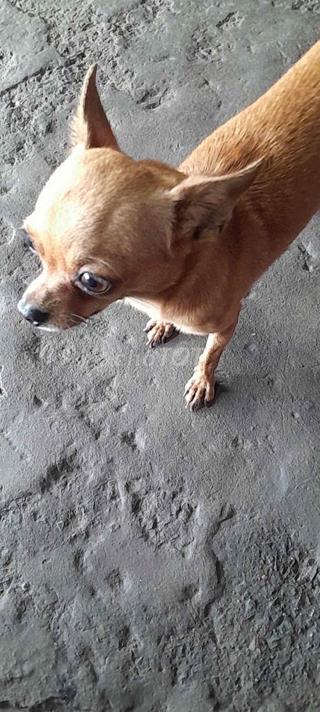 cần bán lại chihuahua  cực khôn