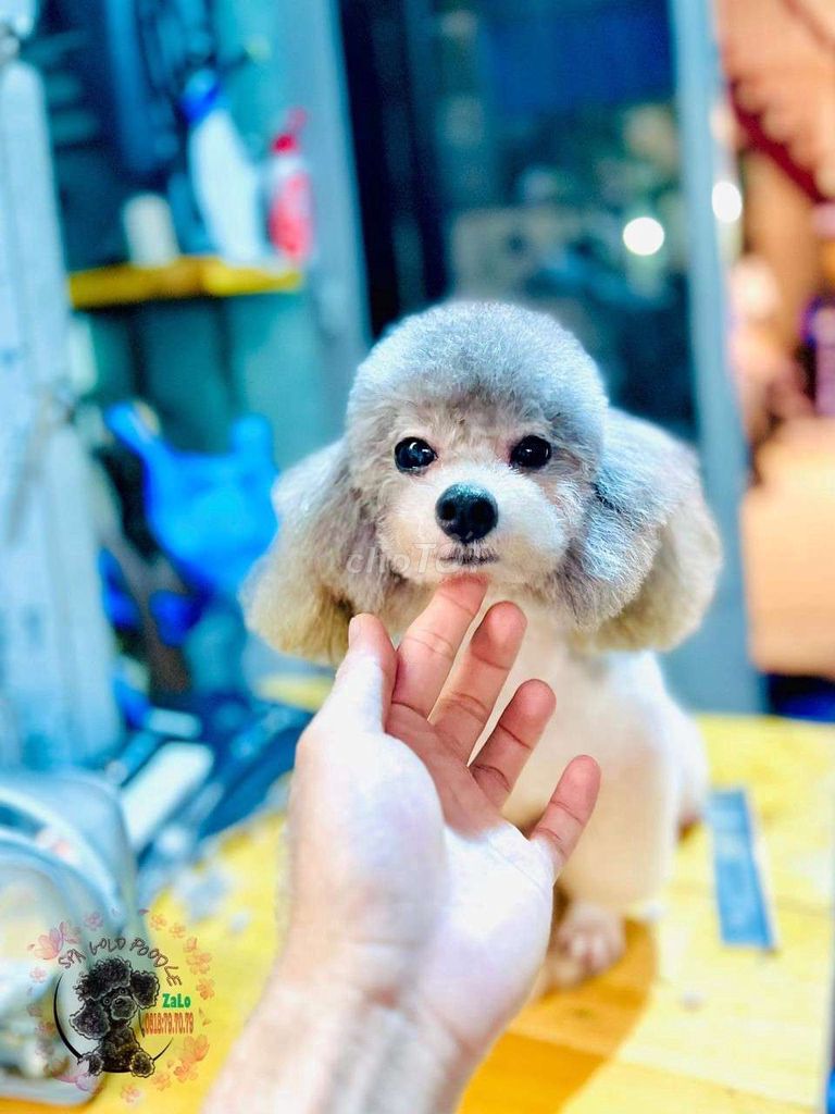 Nhận phối giống chó cảnh. Chó poodle