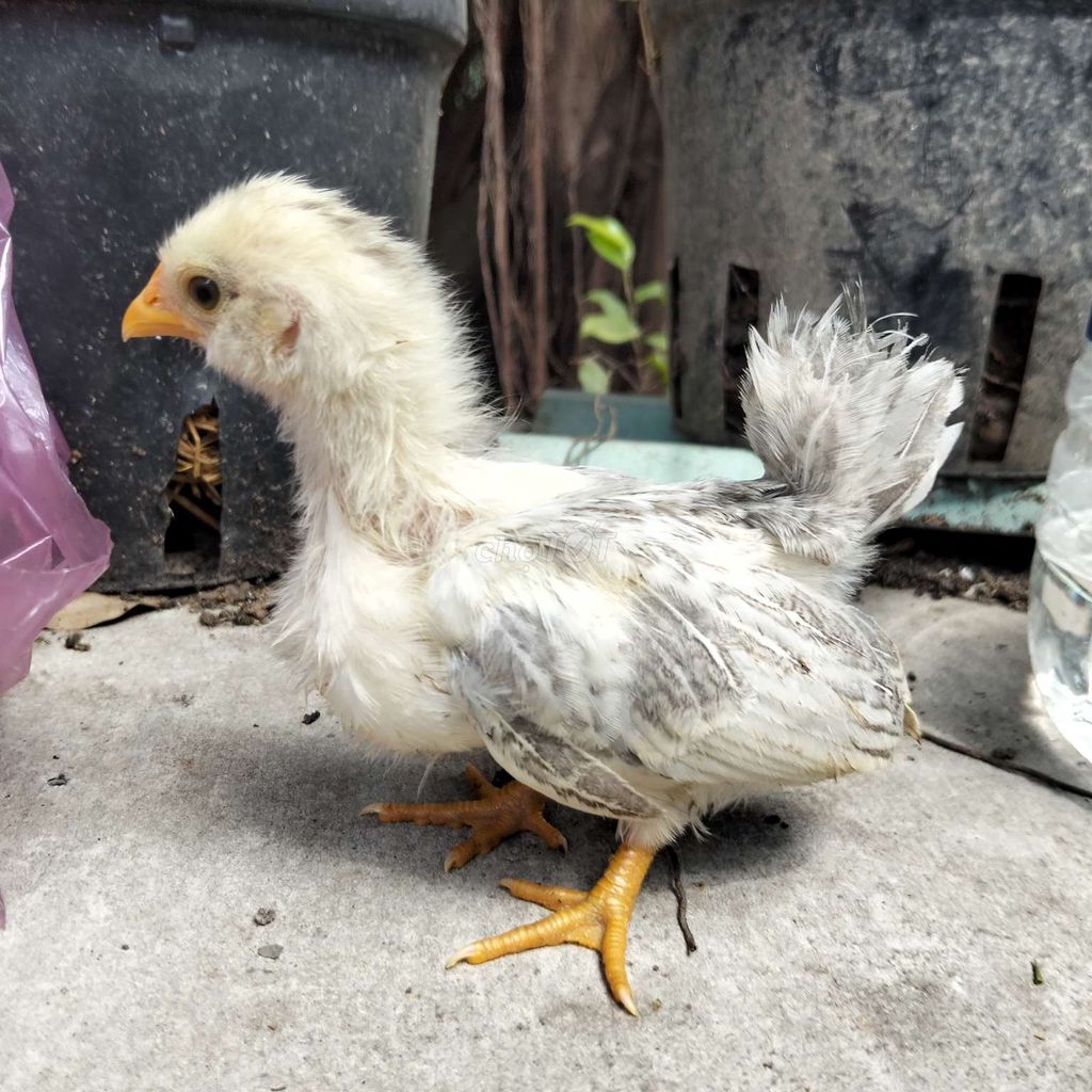 Gà Thái con 2 tháng Trắng Khỏe mạnh. Mua bán Gà tại Huyện Châu Thành Tiền Giang được đăng bởi chăm sóc sức khỏe  hình 1