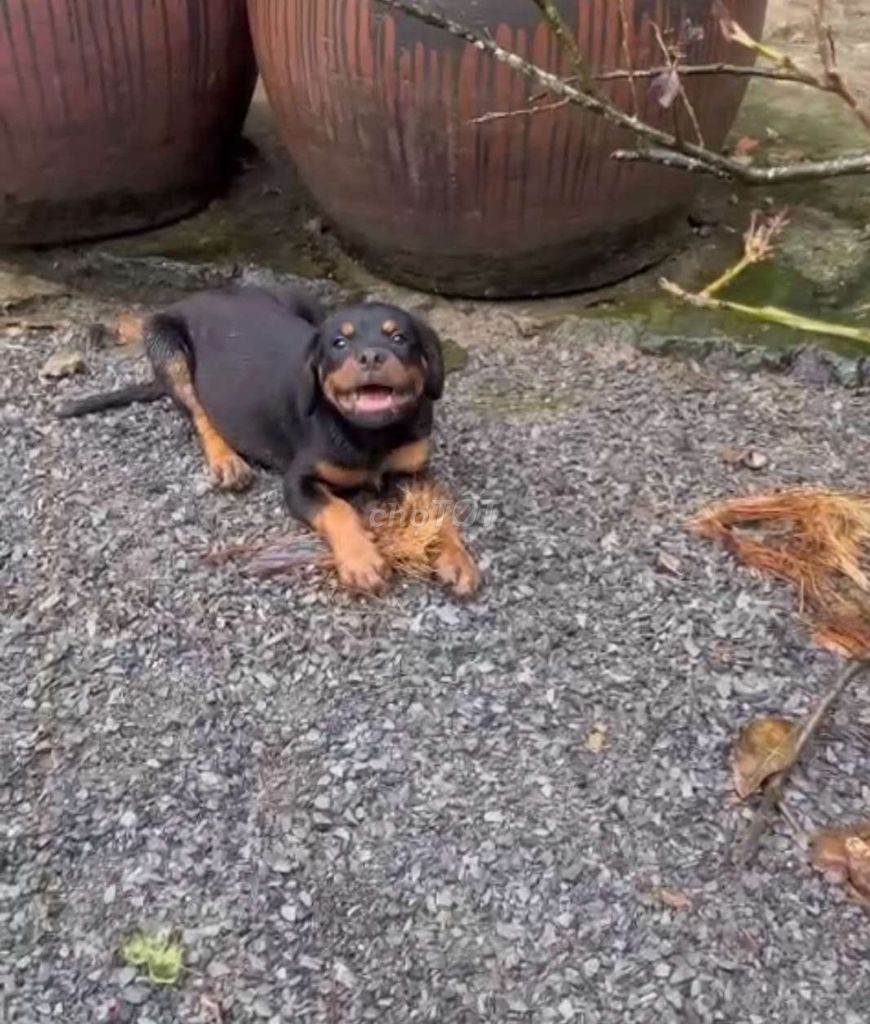 Rottweiler 4 tháng. Mua bán Chó tại Quận 8 Tp Hồ Chí Minh được đăng bởi truyenthang hình 2