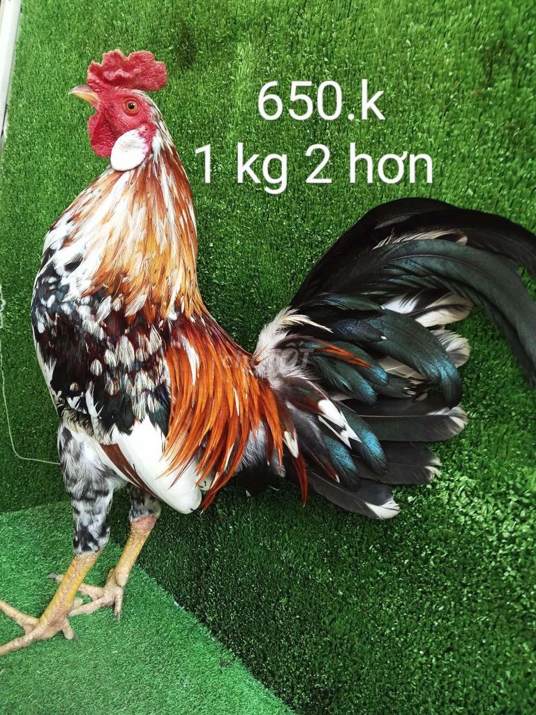 Bông 1 kg 2 hơn .gà tre zin