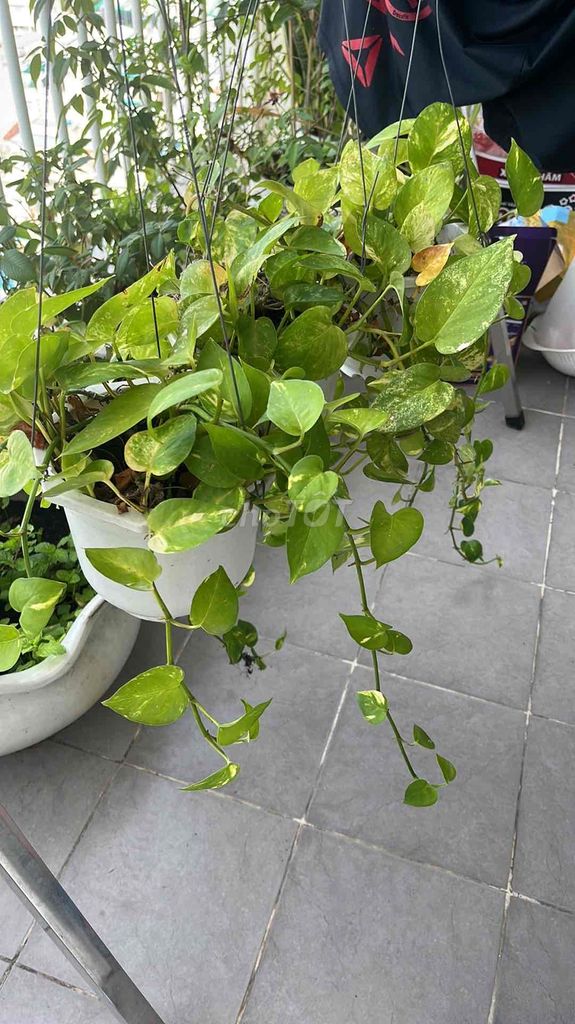 chậu Trầu bà có Móc treo. Mua bán Cây cảnh, đồ trang trí tại Quận Tân Phú Tp Hồ Chí Minh được đăng bởi Linh hình 1