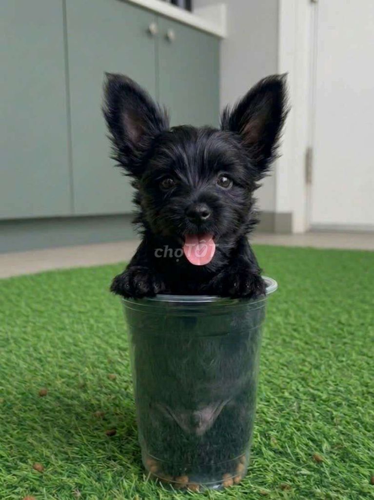 Chihuahua lông dài đen hiếm 2 tháng tuổi 0.5kg. Mua bán Chó tại Quận Tân Bình Tp Hồ Chí Minh được đăng bởi Linh Lan hình 1