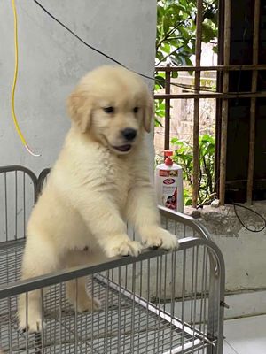 Golden Hà Nội tìm chủ mới