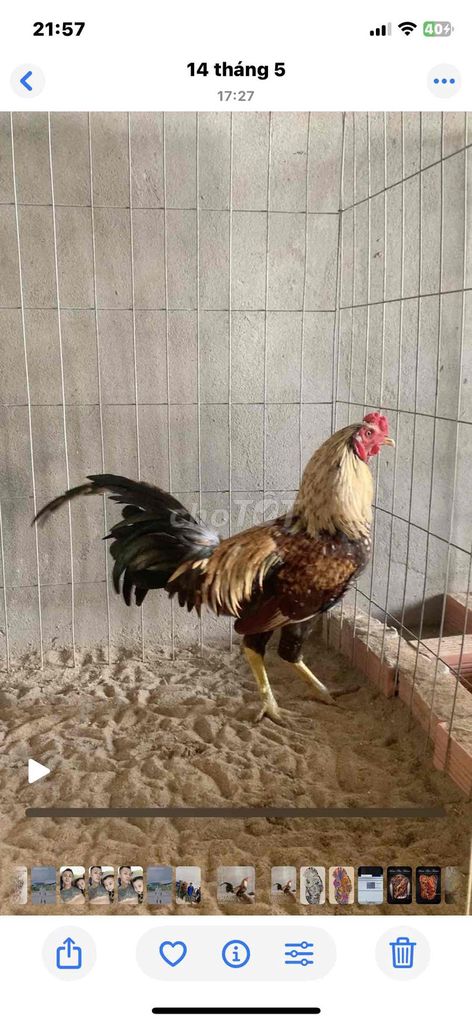 Gà trống tơ. Mua bán Gà tại Huyện Tam Nông Đồng Tháp được đăng bởi Chiến Kê hình 1