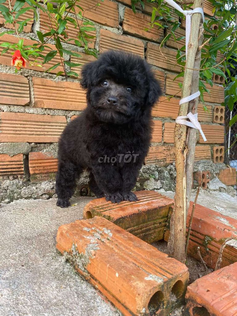 chó Poodle đen. Mua bán Chó tại Quận Bình Tân Tp Hồ Chí Minh được đăng bởi Thú Cưng Miền Tây hình 2