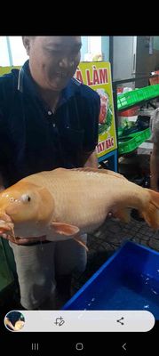 Koi Dẫn đàn khủng. Mua bán Thú cưng khác tại Thành phố Thủ Đức Tp Hồ Chí Minh được đăng bởi A. Hiển