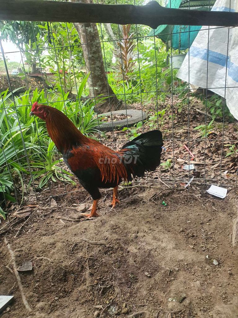 1kg6 tay cục nết xỗ chạy xe. Mua bán Gà tại Huyện Lai Vung Đồng Tháp được đăng bởi gà con  hình 1