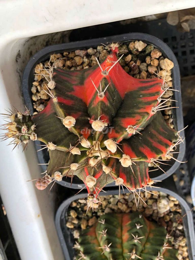 Xương rồng Gymnocalycium. Mua bán Cây cảnh, đồ trang trí tại Huyện Cầu Ngang Trà Vinh được đăng bởi Nguyễn Trần Hoài Phong  hình 1