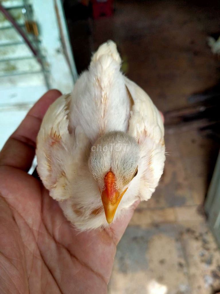 Gà con giống nhỏ trống 2 tháng đã tiêm. Mua bán Gà tại Huyện Thới Lai Cần Thơ được đăng bởi Cáo hình 1