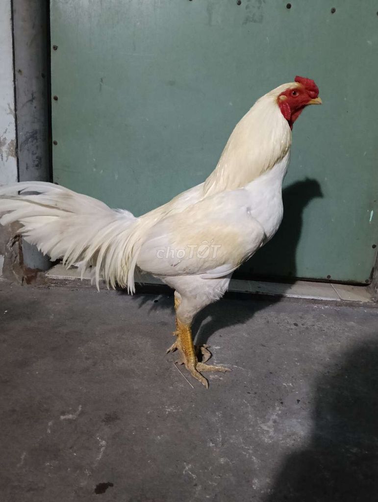 Gà úa Thái Mỹ trống 3.6kg. Mua bán Gà tại Huyện Bình Chánh Tp Hồ Chí Minh được đăng bởi Gà đá An Giang  hình 1