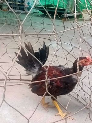 Nòi mỹ trạng lớn. Mua bán Gà tại Huyện Long Mỹ Hậu Giang được đăng bởi chuyen nòi mỹ hatch vs kelso 