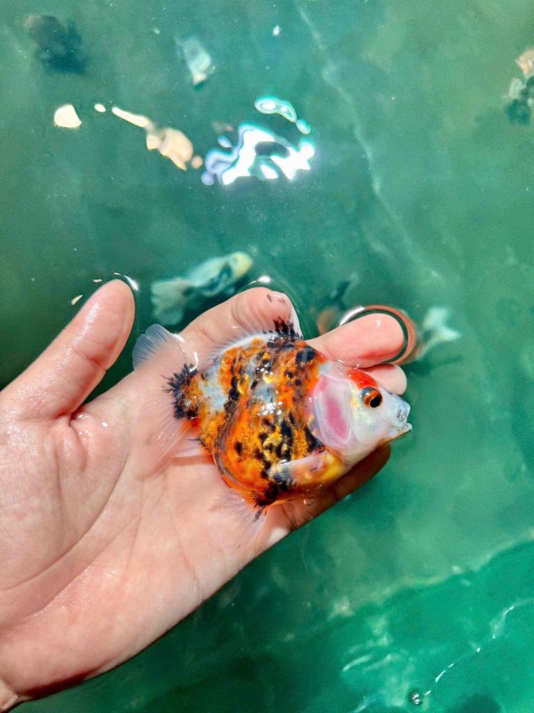 Cá vàng oranda ranchu 150.000-600.000 ở Hóc Môn