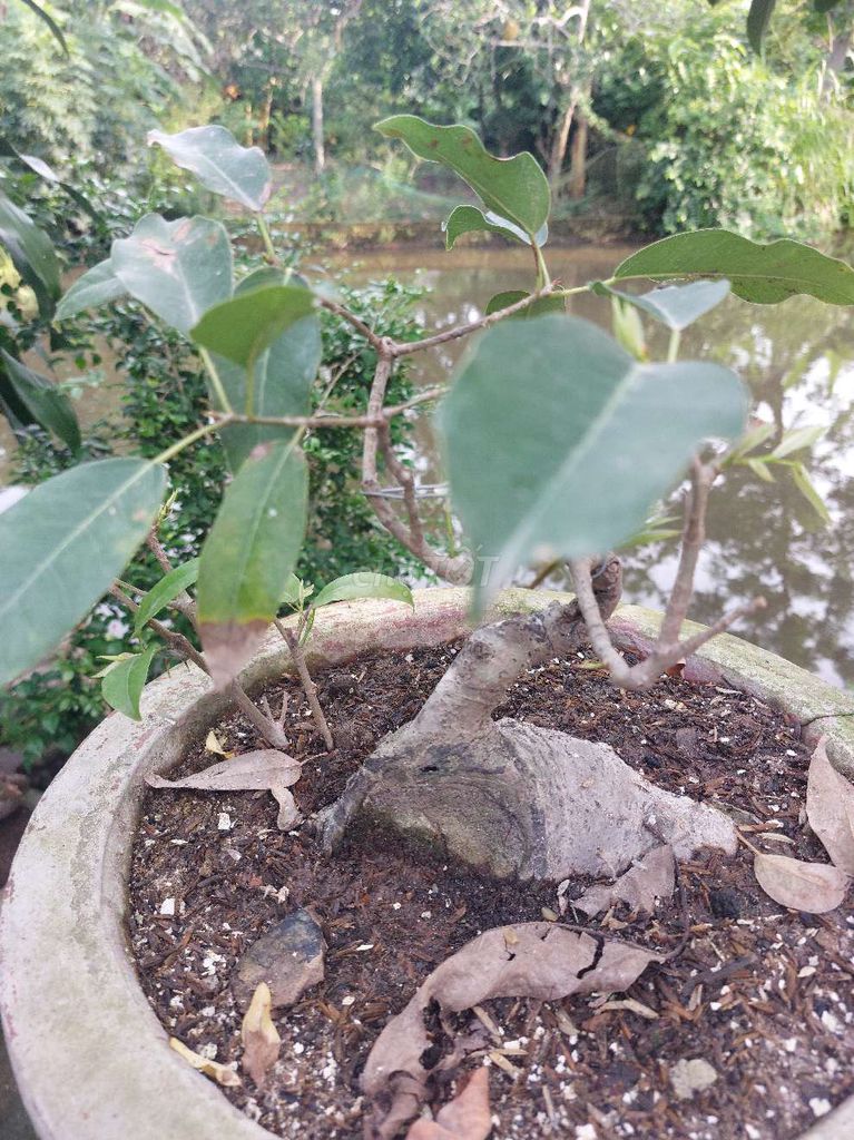 Cây túc Bonsai. Mua bán Cây cảnh, đồ trang trí tại Huyện Đông Hưng Thái Bình được đăng bởi hùng phạm hình 1